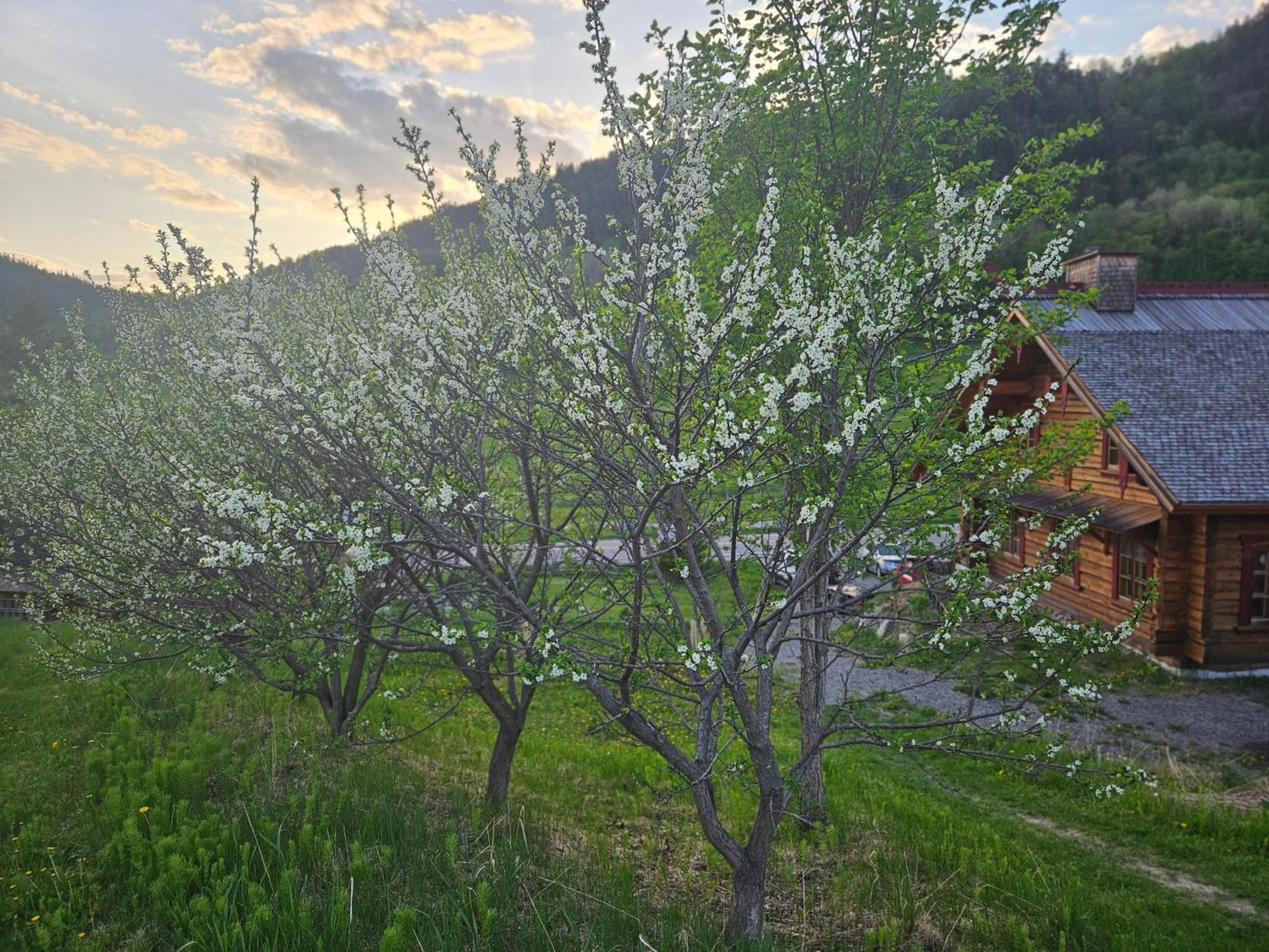 Bed and Breakfast Le Repaire Viking Сент-Роз-дю-Нор Экстерьер фото